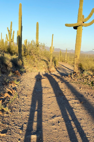 Shadowy legs among the saguaro