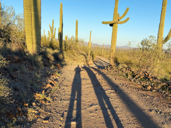 Shadowy legs among the saguaro