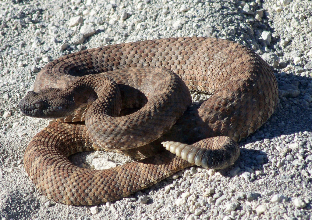 rattlesnake on a desert trail