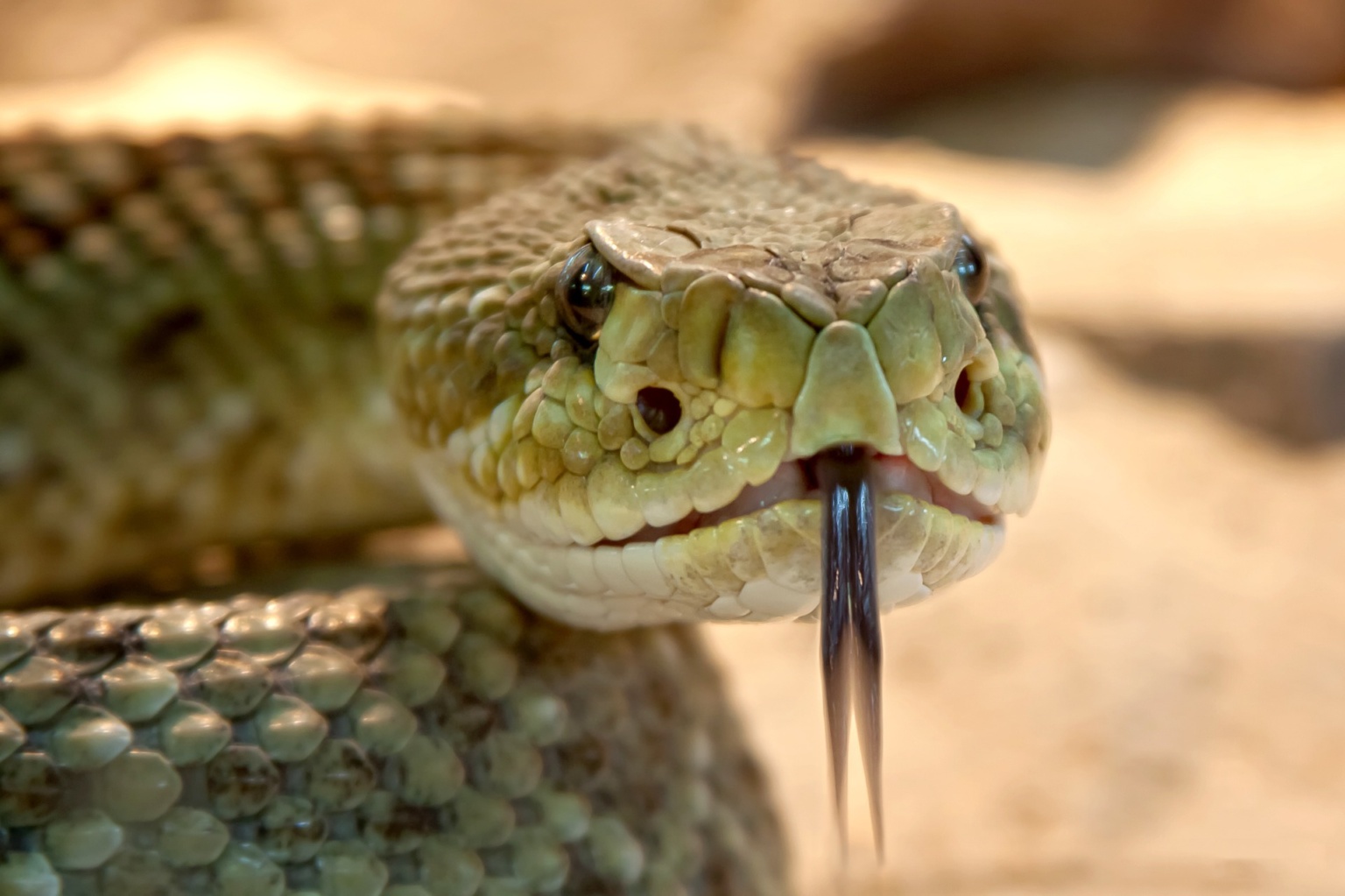 Rattlesnake savvy Boondocker Camping