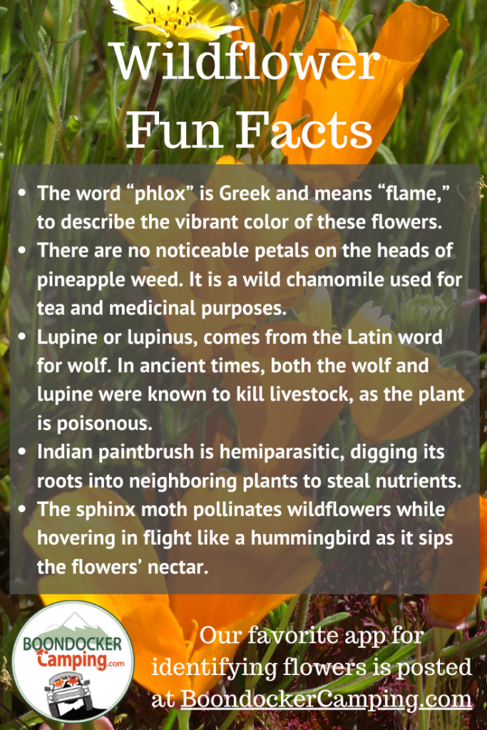 Fun facts about wildflowers