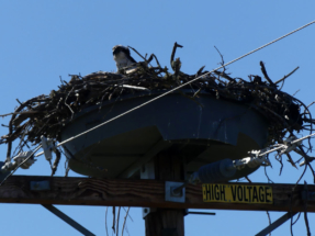 Osprey-nest-voltage