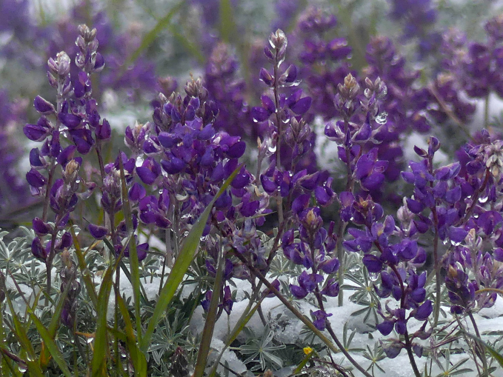 Lupine in the snow