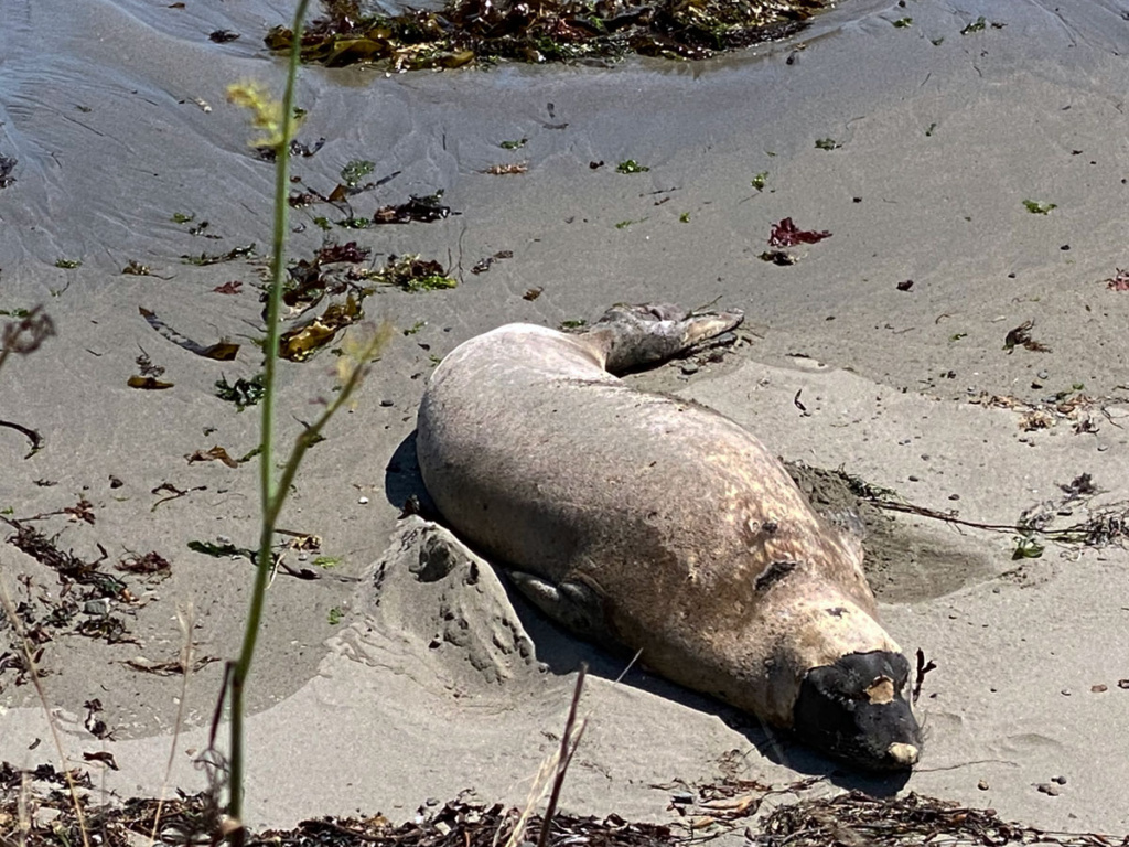 Molting seal looks like its wearing a mask